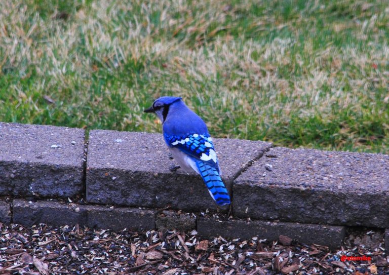 Blue Jay PFW20-25-0050.JPG