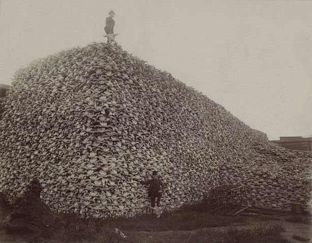 614px-Bison_skull_pile_edit.jpg