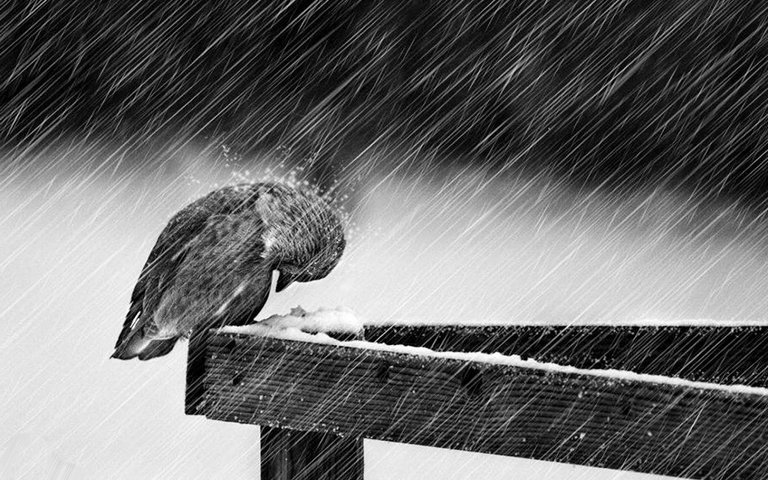 rain.jpg