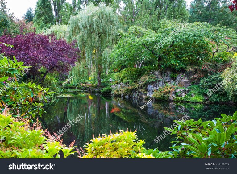 stock-photo-in-a-small-pond-overgrown-with-lilies-reflected-trees-and-flowers-amazing-floral-park-butchart-497137699 (1).jpg