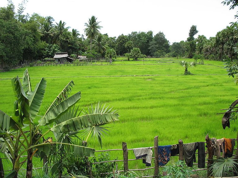 800px-Pursat_rice_field.jpg