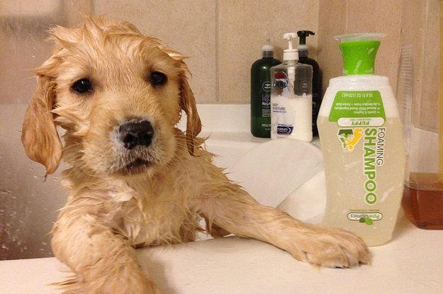 24-adorable-puppies-getting-their-first-bath-2-28343-1427133831-5_dblbig.jpg