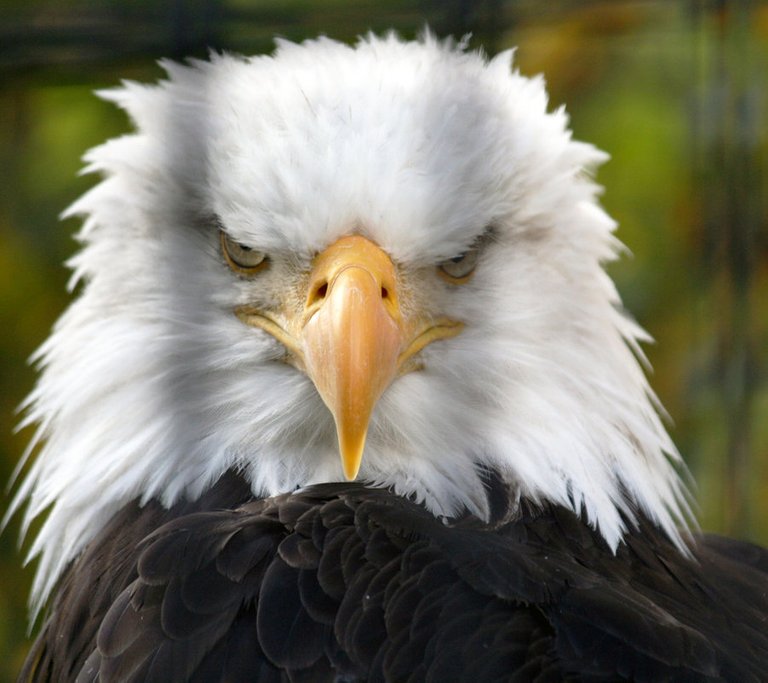 eagle angry.jpg