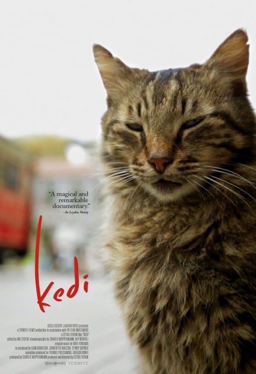 Kedi-Film-Afişi.jpg