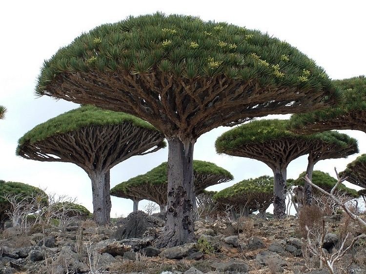 Socotra-Island-Yemen.jpg