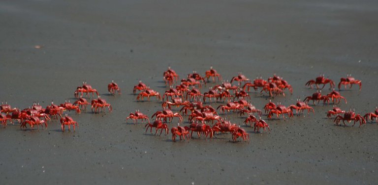 Crab Island.jpg