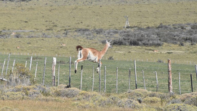 guanaco-jumps-fence.jpg