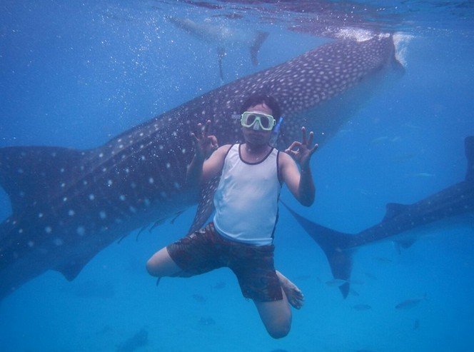 whalesharks.jpg