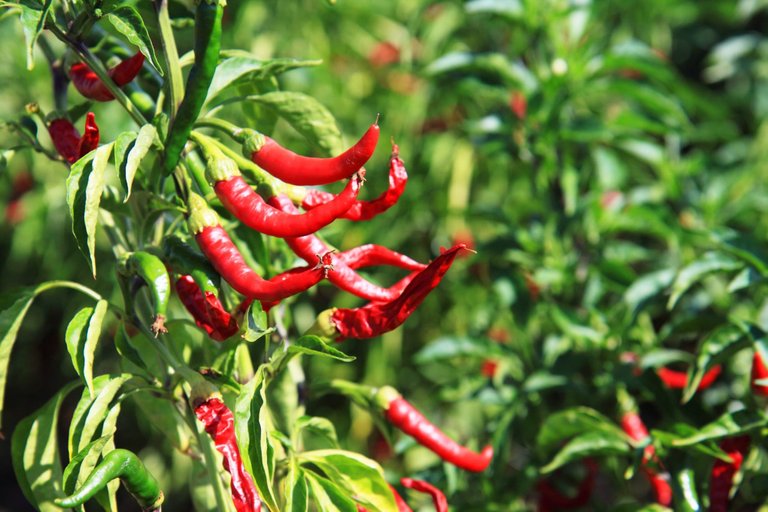 red-chili-plants-hi-res-cco-e1364166369848.jpg