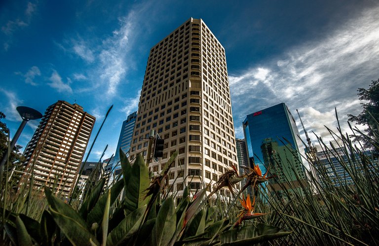 Sydney towers ands flowers.jpg