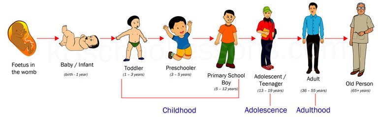 human-life-cycle.jpg