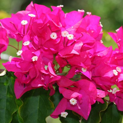 Bougainvillea-sp-2.jpg