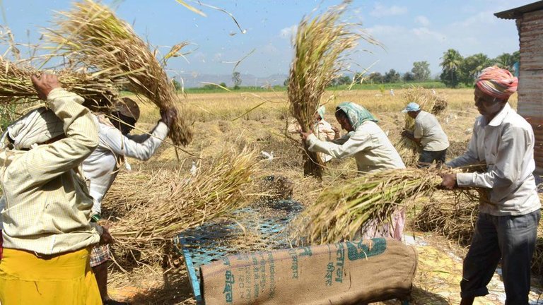 farmers-busy-thrashing-paddy_60bdab3a-e302-11e7-814a-000c05070a4c.jpg