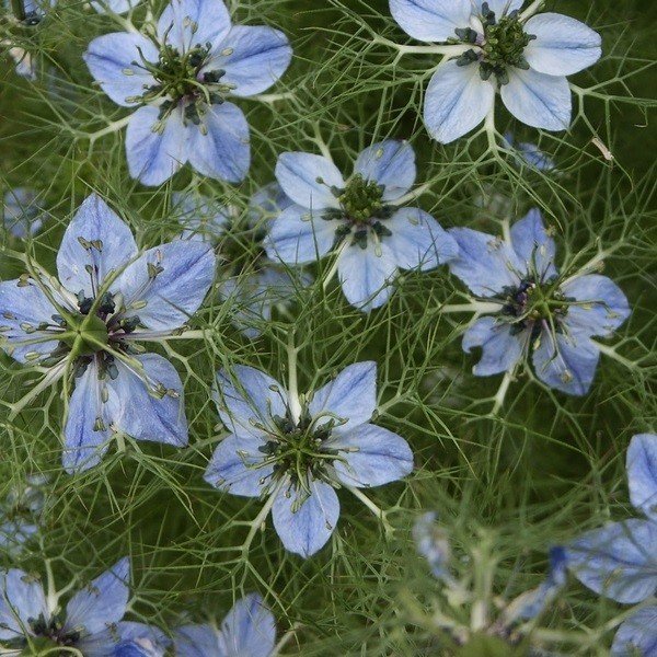 nigella-sativa-black-seed.jpg