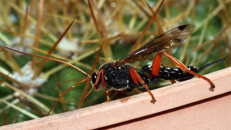 Insects Hymenoptera Echthromorpha intricatoria BY Tas 2018-04-09. n1.jpg