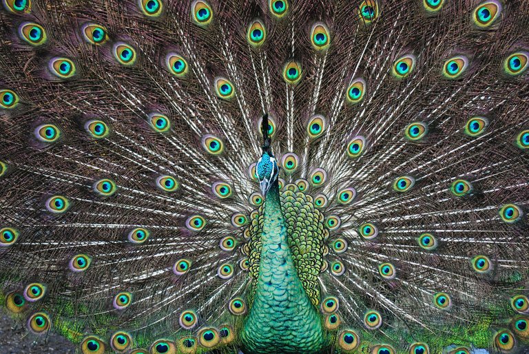 -peacock-2.jpg