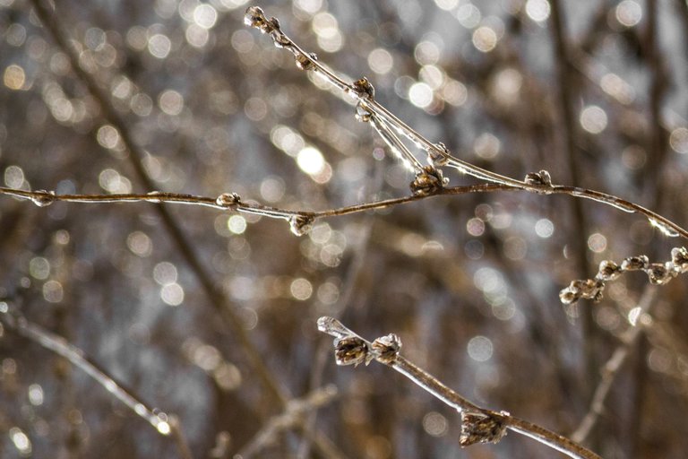 branch bokeh.jpg