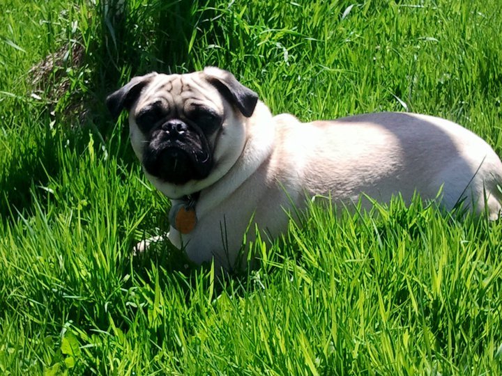 Winston in the grass.jpg