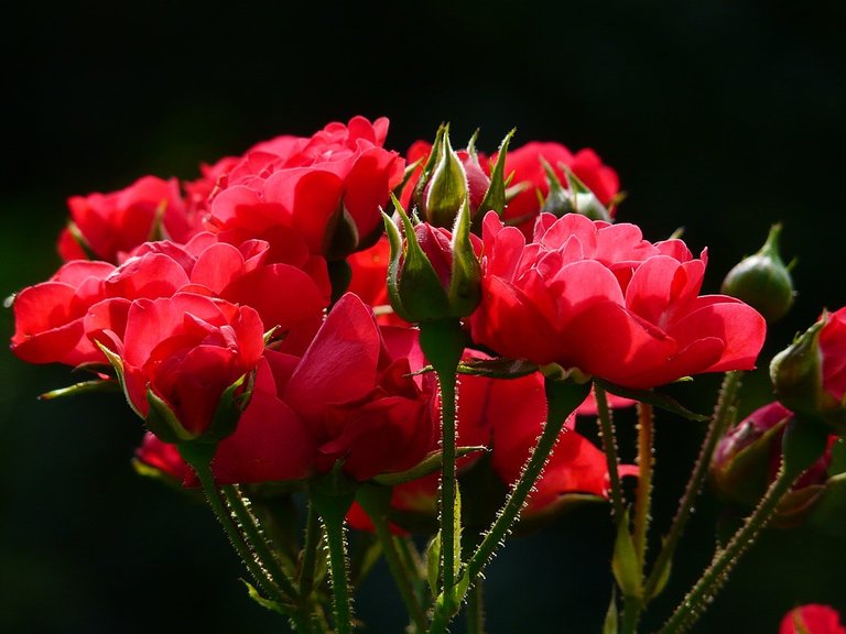 red-roses-4232_960_720.jpg