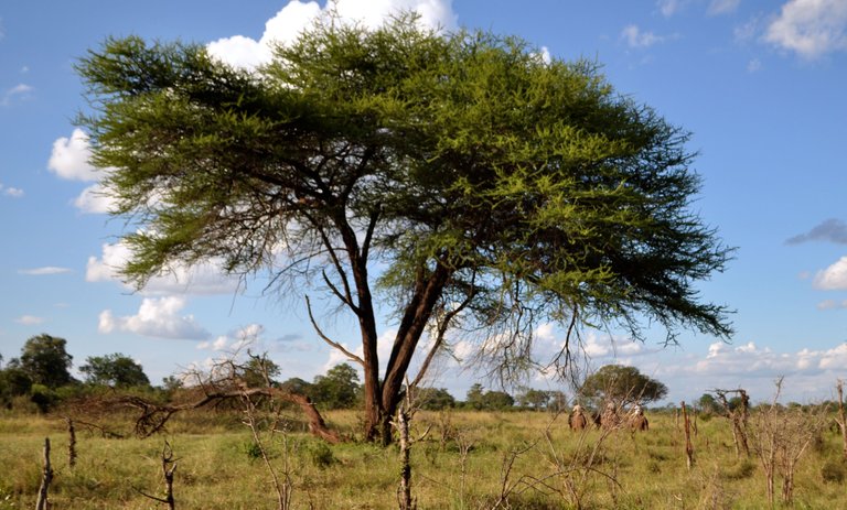 Vic Falls Elephant Park Big Tree.JPG