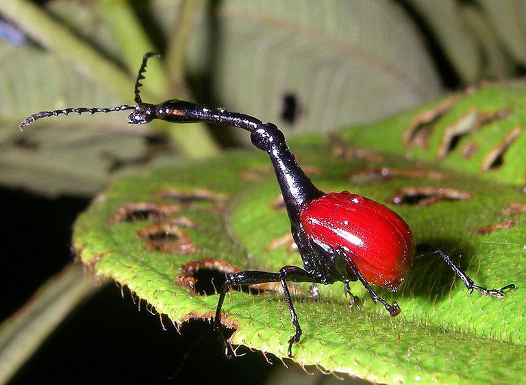 800px-Trachelophorus_giraffa_male_01.jpg