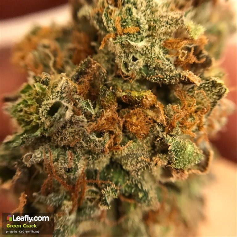 green-crack__primary_d525.jpg