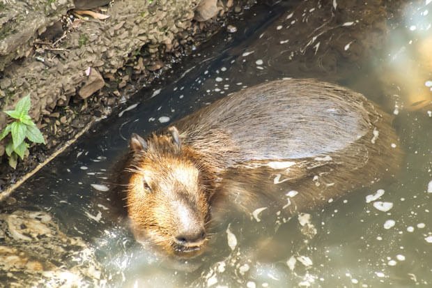 Capivara-no-ribeirao-cachoeirinha.jpg