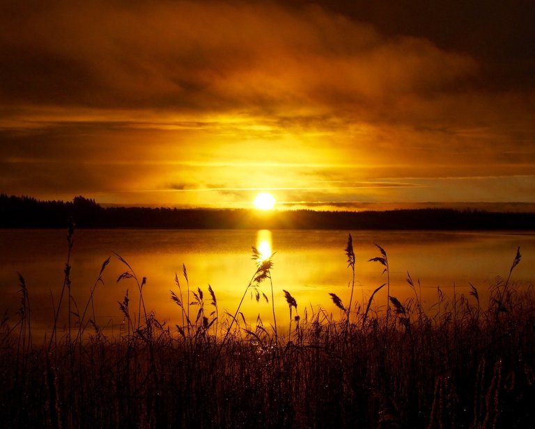 golden-sunrise-wheat-slight-clouds-water.jpg