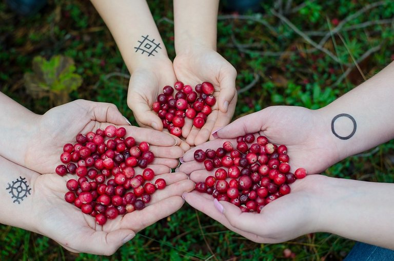 cranberries-2810138_960_720.jpg