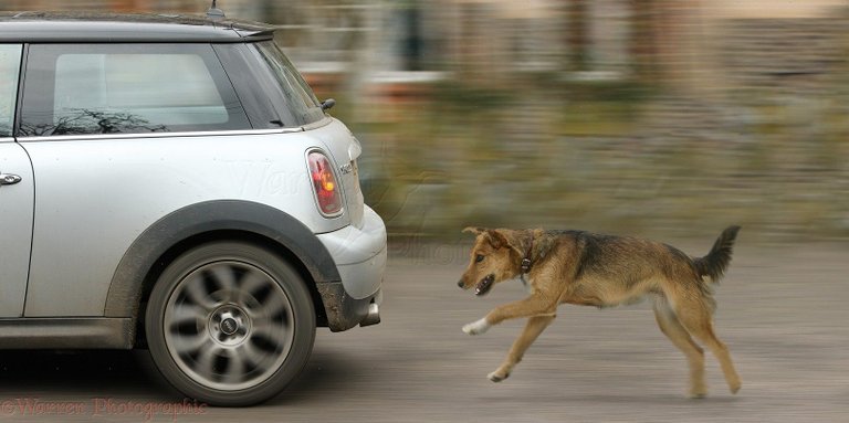 38035-Dog-chasing-a-car.jpg