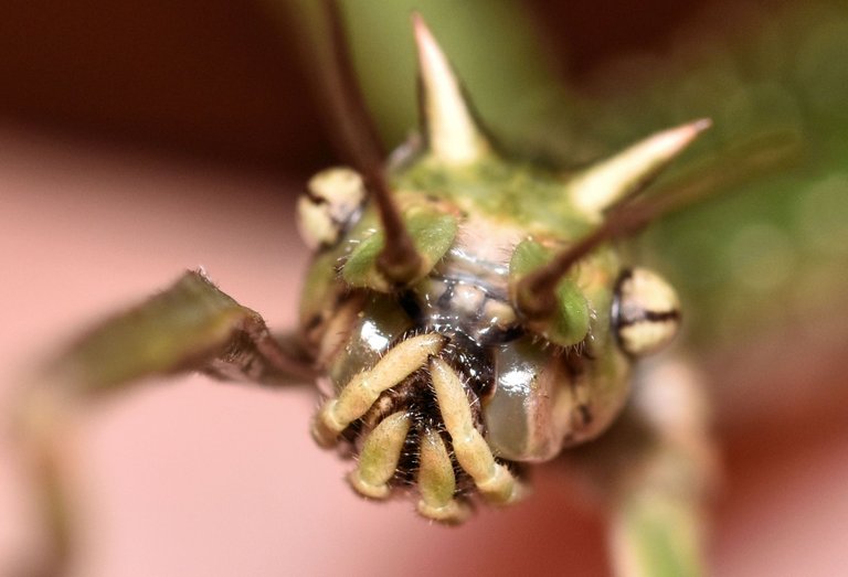 stickbug face macro.jpg