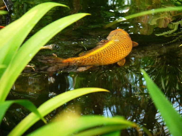 29416396086 - koi carp on the surface kew gardens.jpg