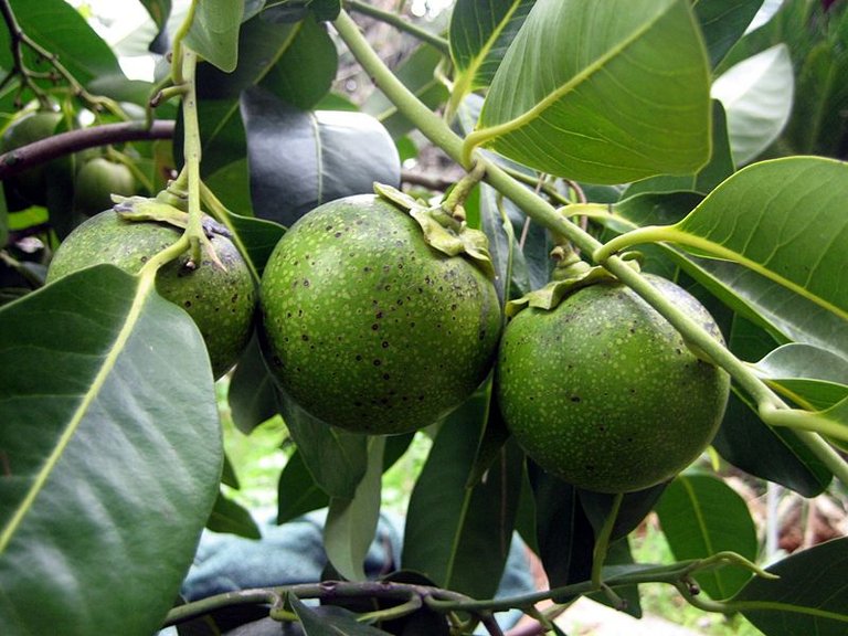 800px-Black_Sapote_1.JPG