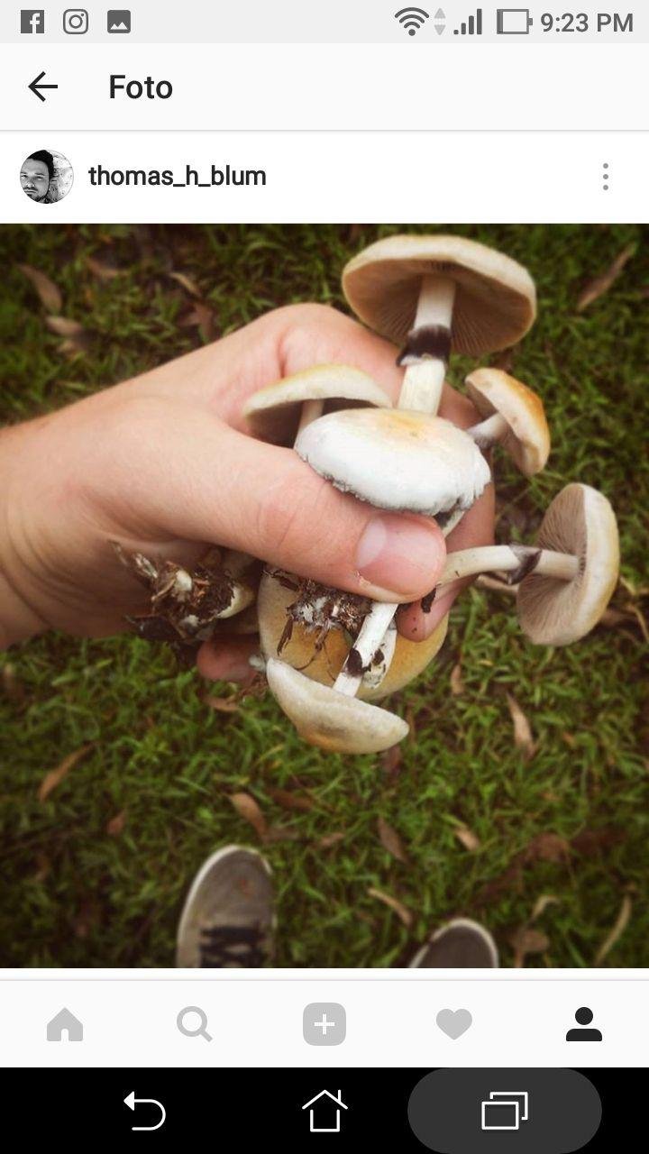 cubensis.jpg