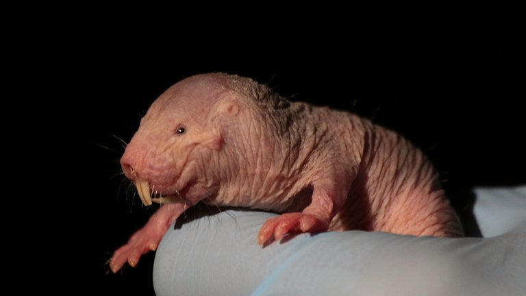 naked_mole_rat.0.jpg