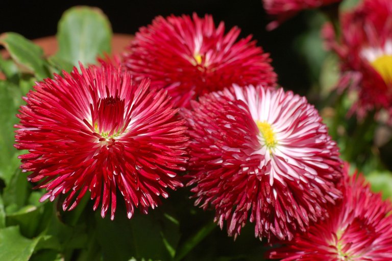 Daisy_Bellis_perennis_'Habanero_Red'_Flowers_3000px.jpg