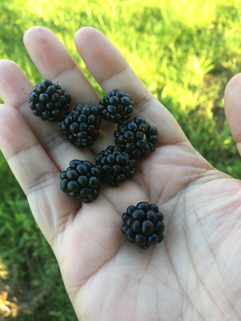 food_teammalaysia_foodporn_randomthoughts_berrypicking.JPG