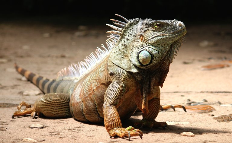 iguana-2039719_1920.jpg