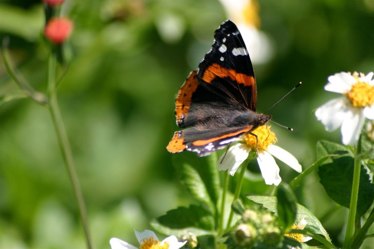 butterfly 1-4.jpg