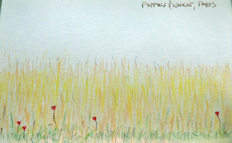 P1000831paroswheatandpoppies.JPG