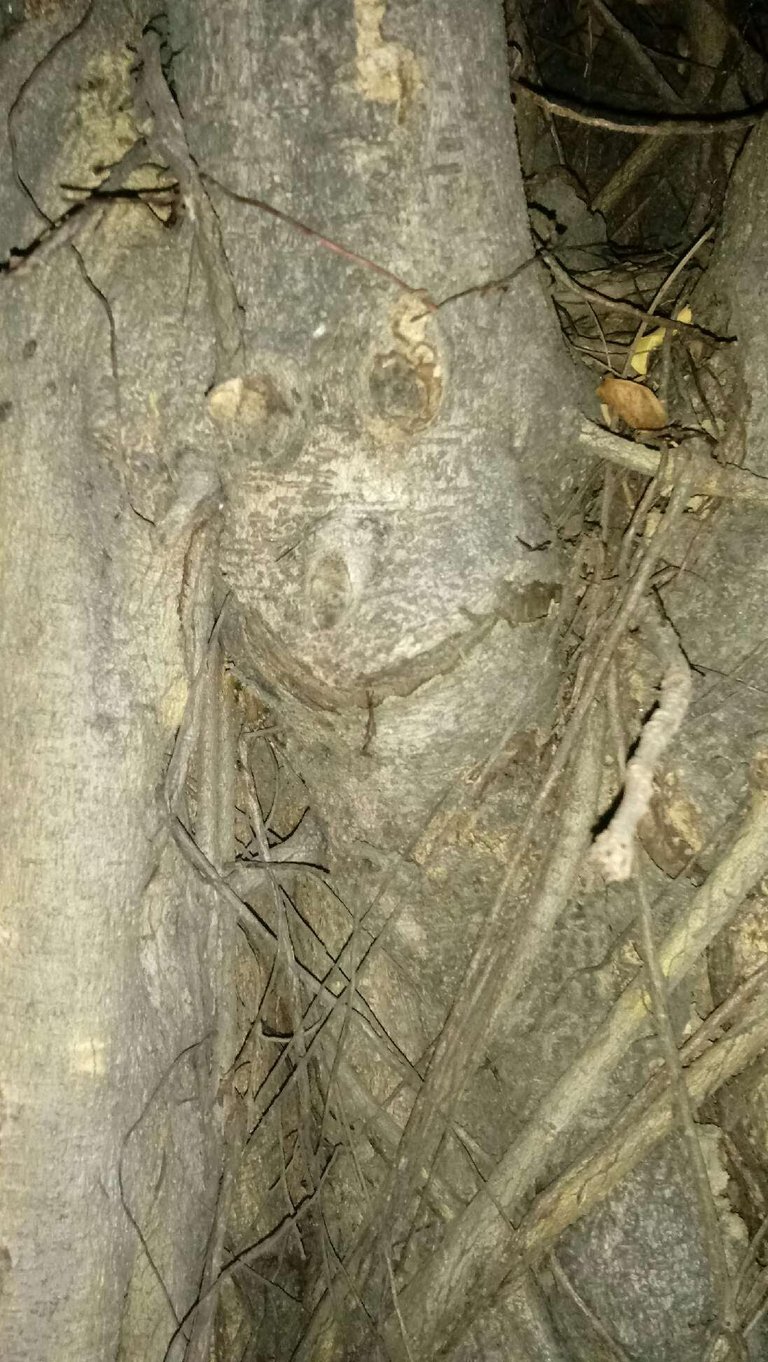 tree-face_mexico1.jpg