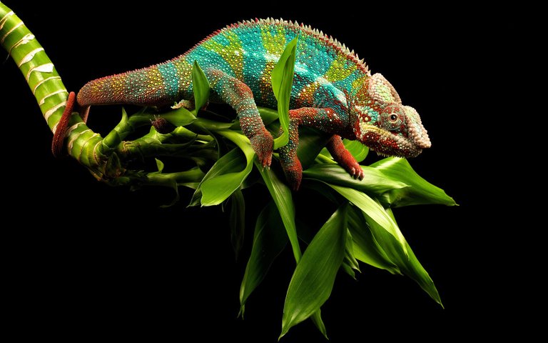 eyes-green-color-tropical-jungle-wallpaper-reptile-branch-lizard-chameleon-wallpapers-aditya-divekar-reptiles-animals.jpg