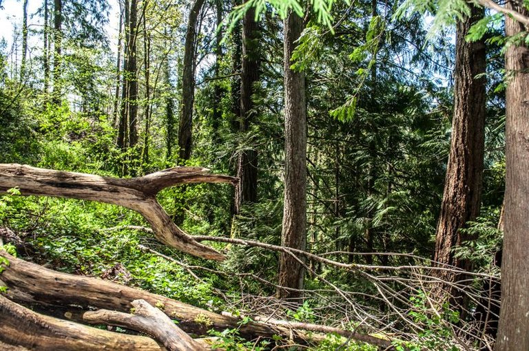 040517_1213_DSC_0118_Snoqualmie Forest.jpg