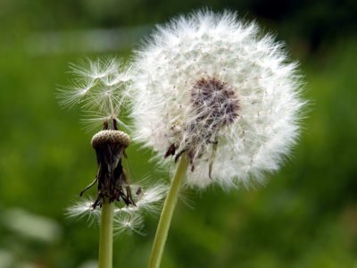 dandelion-seed-head-400x300.jpg