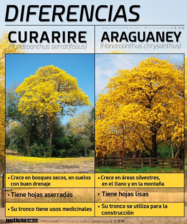 Curarire-01.jpg