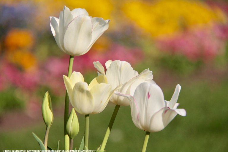 WhiteTulips-001-041118.jpg