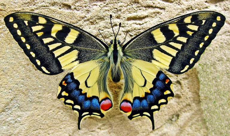butterfly-1228639_960_720.jpg
