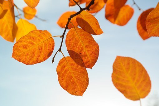 leaves-228111__340.jpg