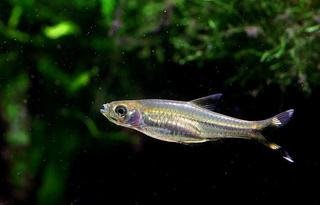 Rasbora trilineata.jpg