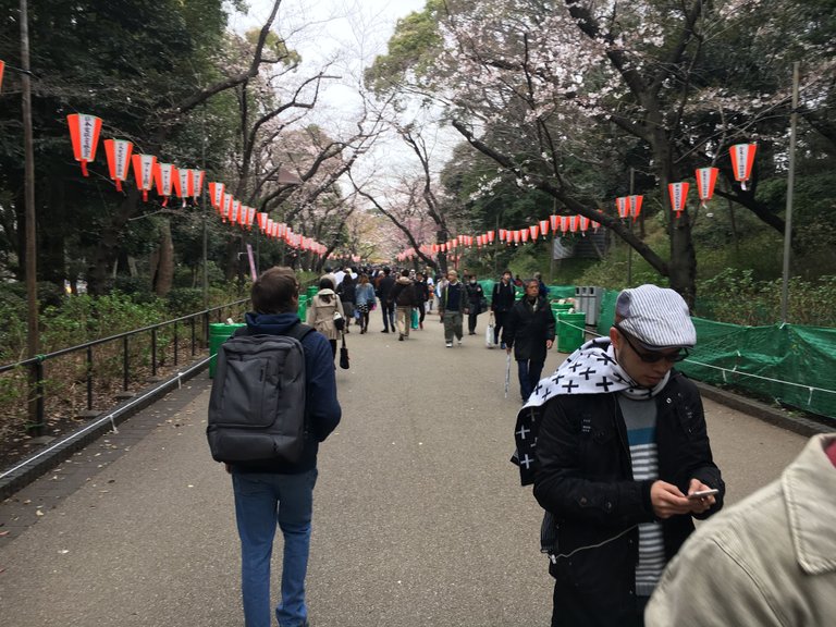 Photo Mar 30, Ueno Park Cherry 2.jpg